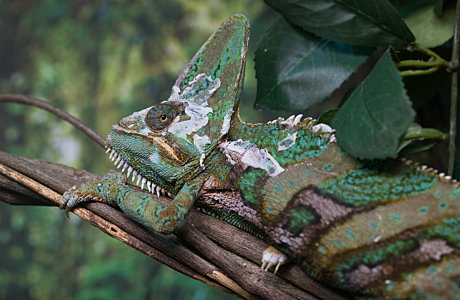 4.-Veiled-Chameleon-Hartley-s-Crocodile-Adventures.jpg